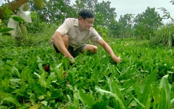 "Trồng lung tung, nuôi thập cẩm" trong một vườn, ai dè nông dân Hậu Giang lại nhanh thu tiền