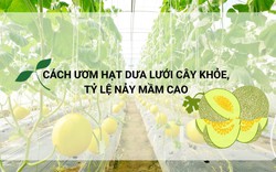 SỔ TAY NHÀ NÔNG: Cách ươm hạt dưa lưới đạt tỷ lệ nảy mầm cao