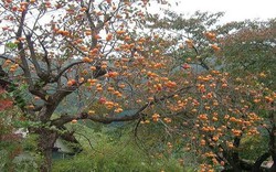 Loại cây trồng làm bóng mát hàng trăm năm trước, giờ hái quả bán thu về hàng trăm triệu mỗi năm