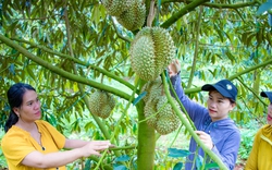 Nông dân Đắk Lắk thi đua sản xuất kinh doanh giỏi, góp phần xây dựng tỉnh giàu đẹp, văn minh, bản sắc