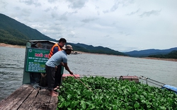 Một hồ nước ở Bình Định đang nuôi cá thát lác cườm đẹp như vẽ