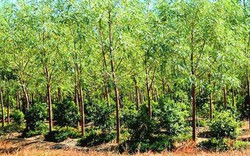 Thứ gỗ 'Vương mộc' giá hàng chục triệu đồng, ở Việt Nam trồng la liệt mới lạ