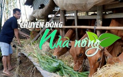 Chuyển động Nhà nông 22/9: Đồng Tháp xuất hiện ổ dịch lở mồm long móng trên đàn bò