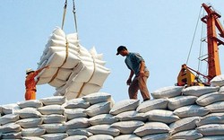 Thị trường lúa gạo khởi sắc nhưng chi phí tài chính lại đè nặng lên loạt doanh nghiệp ngành gạo