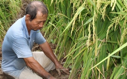 Lúa còn chưa thu hoạch, nông dân một xã ở Thái Bình đã rẽ đất, đặt một loại cây xuống để làm gì?