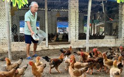 Cho gà ăn cám trộn với thảo dược quý, nông dân một xã ở Hải Dương chăm nhàn tênh mà lại có tiền