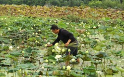 Gom ruộng của 40 hộ trồng loài hoa mọc dưới bùn, ông nông dân Thái Bình có thu nhập khá 