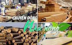 Chuyển động Nhà nông 25/9: Thừa Thiên-Huế, Quảng Nam, Đà Nẵng ứng phó với áp thấp nhiệt đới