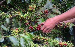 Giá cà phê ngày 27/9: Giá cà phê trong nước đồng loạt bật tăng trở lại, nguồn cung toàn thế giới khan hiếm