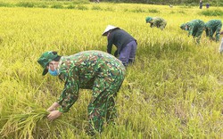 Mưa lũ vừa rút, Bộ đội Biên phòng Quảng Bình tới tận ruộng gặt lúa giúp bà con dân bản 