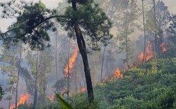 Thiệt hại hơn 1.600ha rừng, Cục Kiểm lâm nói nguyên nhân "do cháy rừng, không phải phá rừng"