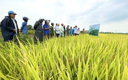 Quảng Bình: Nghỉ lễ, nông dân vẫn ra thăm đồng và đánh giá cao năng suất, chất lượng giống lúa mới này