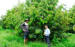 Một xã ở tỉnh Lâm Đồng, nông dân trồng 10 cây sầu riêng cho thu tiền bằng 1ha điều, ai cũng mê