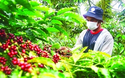 Soi kết quả kinh doanh của loạt công ty cà phê sau mức giá xuất khẩu kỷ lục: Lợi nhuận phân hóa mạnh