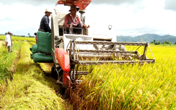 Thừa Thiên- Huế được mùa kỷ lục vụ lúa hè thu với năng suất ước đạt tới 59 tạ/ha