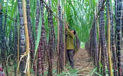 Mía đường Sơn La (SLS): Lo ngại tác động của El Nino, dự kiến lãi ròng niên độ tới giảm 74%