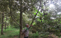 Nông dân giỏi ở Bà Rịa - Vũng Tàu trồng sầu riêng, nuôi tôm công nghệ cao thu tiền tỷ