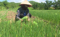 Nhổ cây này bán làm rau gia vị, trồng nhanh được thu, cứ 1ha nông dân Bình Thuận có 300 triệu