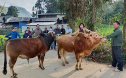 Ở đây có đàn bò hàng chục nghìn con, doanh nghiệp lại hỗ trợ tiêu thụ thịt bò cho người dân