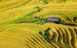 Không phải Mù Cang Chải, Hoàng Su Phì, "mùa vàng" ở nơi này mới là siêu phẩm