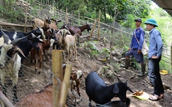 Hiệu quả nguồn Quỹ hỗ trợ nông dân ở huyện vùng cao Bắc Yên