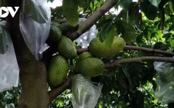 Một loại trái cây đặc sản ở Tiền Giang có nguy cơ bị “xóa sổ”, nhiều người không khỏi xót xa