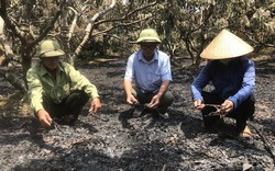 Hải Dương: Cháy vườn vải ở huyện Thanh Hà gây thiệt hại lớn quá