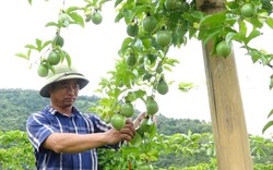 Lai Châu: Nông dân Tam Đường “ăn nên làm ra” nhờ vốn ưu đãi của Hội nông dân