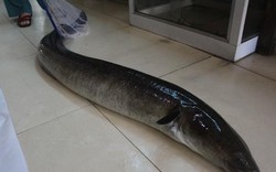 Ở miền tây xứ Nghệ có loại cá dài tới cả mét, nặng hàng yến, giá cực đắt mà đại gia vẫn vung tiền mua
