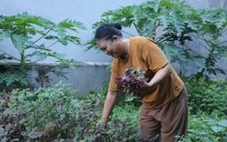 "Vườn rau từ thiện” của người phụ nữ hết lòng vì người nghèo 