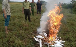 Thừa Thiên Huế: Tháo dỡ, tiêu hủy hàng trăm dụng cụ bẫy chim trời 