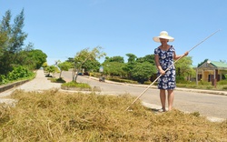 Một hòn đảo ở biển Quảng Trị cách bờ hơn 27km, có loại cỏ thần kỳ, trường thọ, thực ra là cây rừng gì?