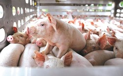 Kinh tế nông nghiệp: Vừa tăng vay nợ, BaF Việt Nam tiếp tục muốn huy động 684 tỷ đồng để nuôi lợn hay làm gì?