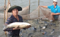 Một ông nông dân Thái Bình nuôi cá to bự dày đặc trong ao bán nổi, thu hàng trăm triệu