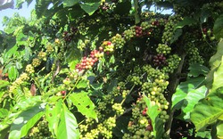 Giá cà phê ngày 9/9: Cả Robusta và Arabica đều giảm nhẹ, giá giao dịch trong nước thấp nhất 64.500 đồng/kg 