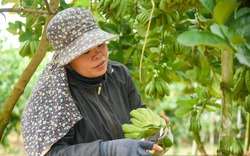 Ngôi làng trồng "bàn tay Phật" lớn nhất miền Bắc tất bật vào vụ Tết