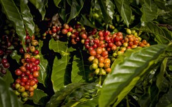 Giá cà phê ngày 10/1: Cà phê Robusta kỳ hạn đà tăng mạnh, trong nước giá cà phê đồng loạt tăng