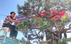Đồng Tháp: Người đàn ông sở hữu cơ ngơi bề thế với hàng ngàn chậu cây cảnh bonsai hiếm gặp