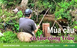 Mùa câu cá lấu sông Trầu