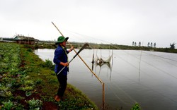 Ninh Bình: Tháo gỡ gần 2.600 mét lưới dùng bẫy chim hoang dã