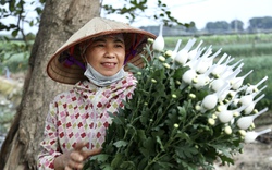 "Thủ phủ" hoa ở ngoại thành Hà Nội tất bật trước tết Giáp Thìn 2024