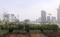 Trồng bổ sung 20.000 cây hướng dương ở công viên bờ sông Sài Gòn kịp đón Tết Nguyên đán