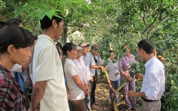 Đào tạo nghề theo lối "cầm tay chỉ việc" cho lao động nông thôn ở Lai Châu