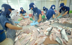 Bán các loài cá, tôm đi khắp thế giới, Việt Nam thu về 9,2 tỷ USD
