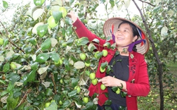 Thái Nguyên: Táo Đồng Liên được cả mùa lẫn giá, nông dân rộn ràng thu hoạch chờ đón Tết Giáp Thìn 