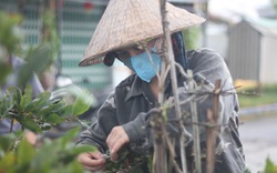 Nông dân An Nhơn "Thủ phủ" trồng mai vàng miền Trung ở Bình Định xuống lá mai kịp bán dịp Tết