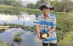 Biến ruộng lúa bấp bênh thành ao nuôi loại ốc ngon, nông dân Bình Định thu tiền nhiều hơn hẳn