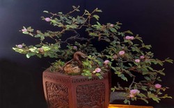 "Hô biến" cây hoa dại mọc đầy đường thành cây cảnh bonsai mini, chủ nhân tha hồ "hốt bạc" dịp Tết Nguyên đán 2024