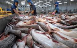 Hải sản Nga bị trừng phạt, thêm cơ hội cho cá tra Việt Nam?