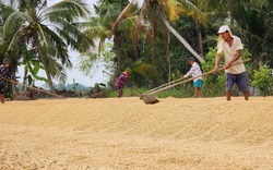 Về đề xuất trồng 4 vụ lúa/năm: Mong người trồng lúa 
tăng lợi nhuận, nhưng không dễ thực hiện